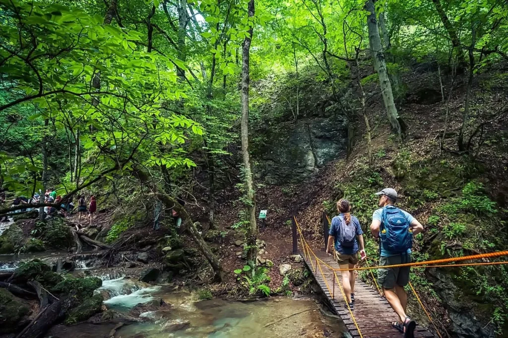 Day 6 - Yenokavan — Forest Adventures